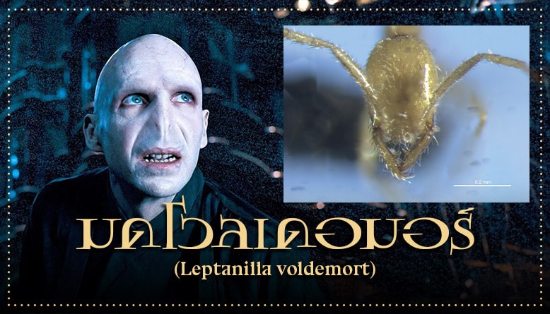 นักวิทยาศาสตร์พบโวลเดอมอร์ที่ออสเตรเลีย “มดโวลเดอมอร์ (Leptanilla voldemort)”